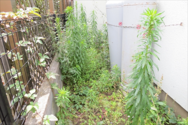 便利屋草取り/国立市